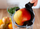 Shtrydhëse frutash Eldom PJ405 Sante Perfect Juicer, vertikale, BPA free, e zezë me argjend