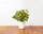 Click and Grow Smart Garden садници од диви јагоди
