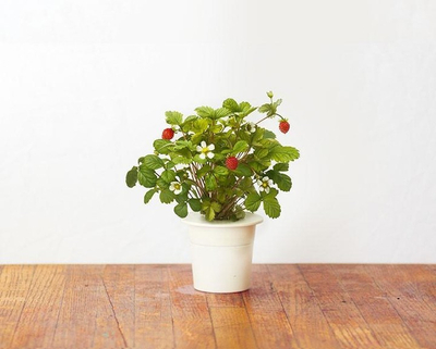 Click and Grow Smart Garden садници од диви јагоди
