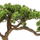 Bimë dekorative artificiale Atmosphera Polin, bonsai, vazo qeramike, jeshile, 45cm