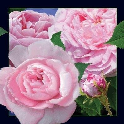 Kartolinë 3D Worth-Keeping Postcard Roses, efekt tredimensional, motive trëndafili, shumëngjyrëshe