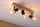 Llambë LED Paulmann 28952 E27, 5W, që zbehet, ngjyrë ari