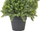 Bimë artificiale Beliani Cypress Spiral Tree, 126 cm, dekor, e gjelbër