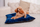 Jastëk kadifeje për qen Soft Velvet, 50x70cm, blu navy