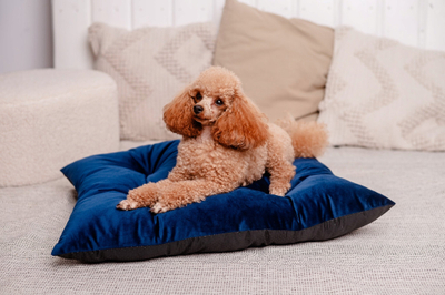 Jastëk kadifeje për qen Soft Velvet, 50x70cm, blu navy