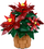 Set ndërtimi LEGO Icons Poinsettia, model dekorativ lule, për të rritur, shumëngjyrësh