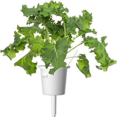 Kapsula me bimë Click and Grow Green Kale, për Smart Garden, pako me 3 copë, jeshile