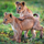 Kartolinë katrore BBC Earth Lion Cubs, me zarf, pa shkrim, me ngjyra