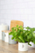 Сад за зачини Typhoon Living Herb Planter, 700ml, метал, крем