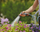 Dush kopshti Gardena, rregullim i ujit, rrymë shower jet, gri portokalli