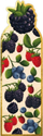 Shënues magnetik libri HENRY Forest Fruits, dizajn me fruta pylli, shumëngjyrësh