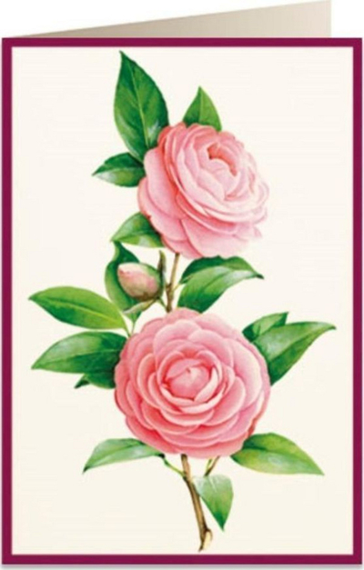 Kartë zbukuruese Tassotti B6 5817 Camellia 2, me zarf, letër 200 g/m2