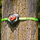 Set ngjitje në pemë Slackers Ninja Tree Climbing Holds 980040, kapëse ngjitje, për kalamaj dhe të rritun, shumëngjyrësh