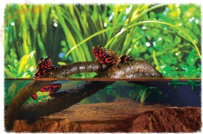 Dekorim për terrarium Hagen, i kaftë