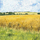 Kartolinë Susan Entwistle “Summer Fields”, me zarf, peizazh vere, plot ngjyra