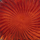 Vazo xhami Atmosphera Glass Shell, 25cm, për zbukurim, e kuqe ruby