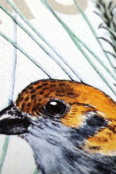 Fletore ngjitëse Field Notes Post it Birds and Trees of North America, set, shumëngjyrëshe