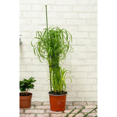 Set shkopinj mbajtës për bimë, 6 copë, 50–80 cm, jeshil