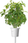 Kapsula me bimë Click and Grow Thai Basil, set me 3 copë, për kopshtin inteligjent