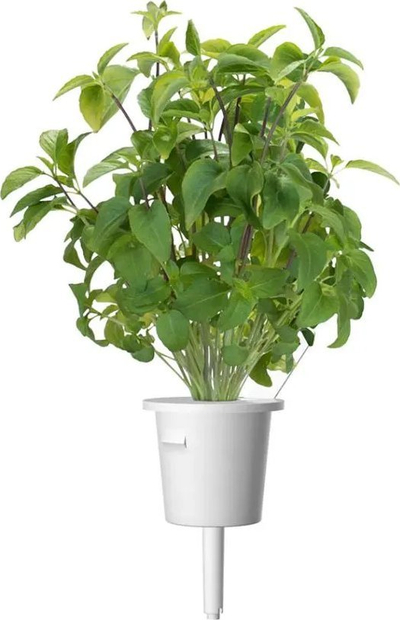 Kapsula me bimë Click and Grow Thai Basil, set me 3 copë, për kopshtin inteligjent