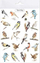 Tatuazhe që lahen Mama Paints Birds, fletë 14x19 cm, me zogj shumëngjyrësh