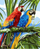 Mozaik diamant Norimpex Parrots 6785, set kreativ 5D, shumëngjyrësh