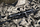 Teleskop pushke Focus In Sight 2-12x50, tub 30mm, retikulë #4, i zi