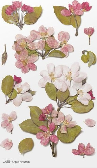 Stikerë dekorativë Appree Apple Blossoms, PET, sfond transparent