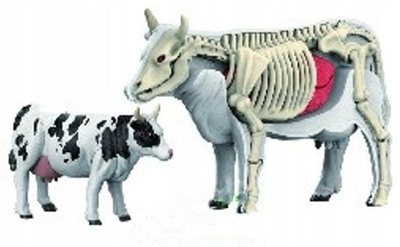 Lodër edukative anatomike lopë Spotted Cow, model me skelet dhe organe, bardh e zezë