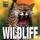 Wildlife Mini Cube Book - Valeria M De Fabianis