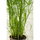 Set shkopinj mbajtës për bimë, 6 copë, 50–80 cm, jeshil