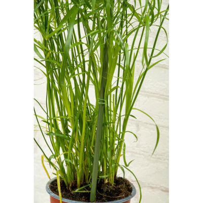 Set shkopinj mbajtës për bimë, 6 copë, 50–80 cm, jeshil
