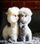 Lodër pelushi INNOGIO Alpaca Soft, 30 cm, gri