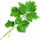 Karikim bimore Veritable Japanese Parsley Lingot, fara organike, pa pesticidë