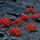 Tufa bari dekorativ Gamers Grass Red Flower, 6mm, me lule, e kuqe