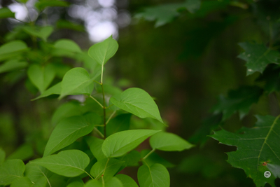 Objektiv Viltrox AF 90mm F2.2 EVO, Nikon Z, i zi
