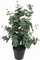 Bimë artificiale Present Time Kunstplant Eucalyptus Leaf, 54cm, plastike, e gjelbër