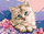 Set mozaiku me diamante Diamond Mosaic Kitten 6786, 5D, me mace, shumëngjyrësh