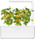 Kapsula bimore Click &amp; Grow, Yellow Mini Tomato, set me 3 copë