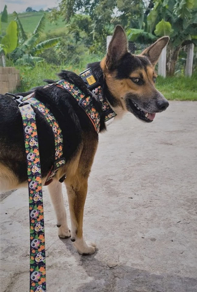 Parzmore qeni Dingo Guard City Chiapas, masa L, me dy rripa, shumëngjyrëshe