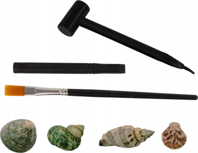 Set arkeologjik LeanToys Digging Shells, lodër edukative, mbi 3 vjeç, shumëngjyrësh
