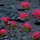 Tufa bari dekorativ Gamers Grass Flowers, për miniatura, lule rozë