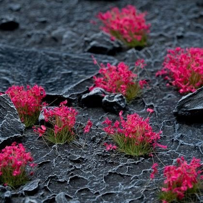 Tufa bari dekorativ Gamers Grass Flowers, për miniatura, lule rozë