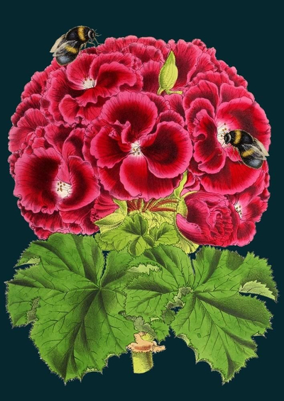 Kartë urimi Madame Treacle Geranium B6, me zarf, shumëngjyrëshe