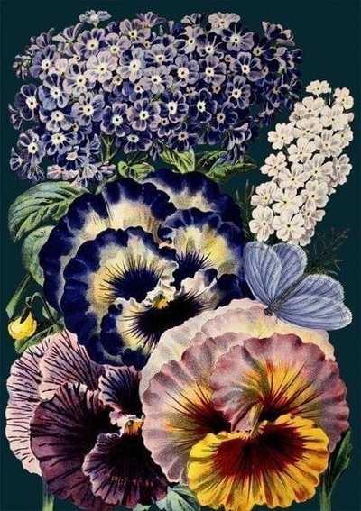 Kartolinë Madame Treacle Pansies at Night, format B6, me zarf, shumëngjyrëshe