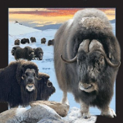Magnet dekorativ Worth Keeping 3D- Musk Ox