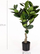 Bimë artificiale Present Time Rubber Tree, dekorative, jeshile