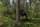 Plandekë Bradas CAMOforest, 4 x 5 m, 90 g m², kamuflazh
