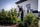 Gërshërë gardhi me bateri Metabo HS LTX, 63 cm, 18 V, jeshile