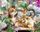 Set mozaik diamanti Norimpex Kittens And Butterfly, dekorativ, shumëngjyrësh